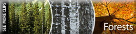 Forests